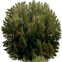 CMR3_Xbox_TEMP_bsh_4.png
