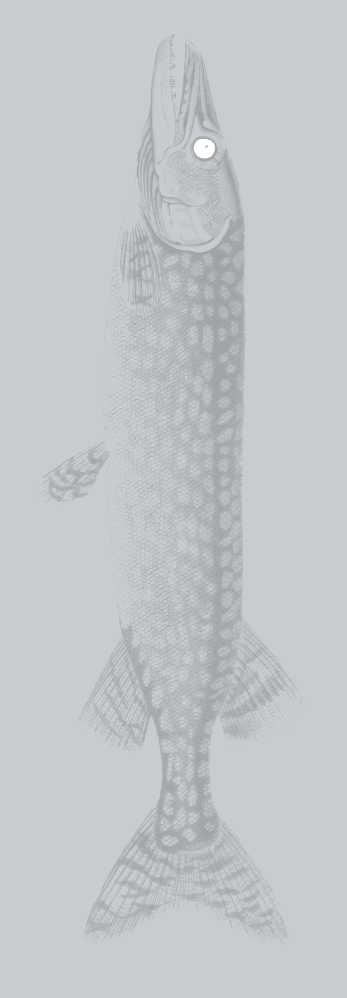 zipzap-fish2.png