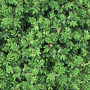 VargGrndCover_B VargGrndCover_B