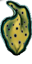 zqSeaweed2
