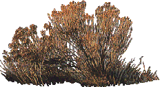 M&M6_Sprites_Snoweed1.png M&M6_Sprites_Snoweed1.png