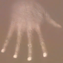 This hand could be for either G-man texture set.