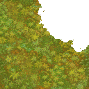 foret_moussarbr3 foret_moussarbr3
