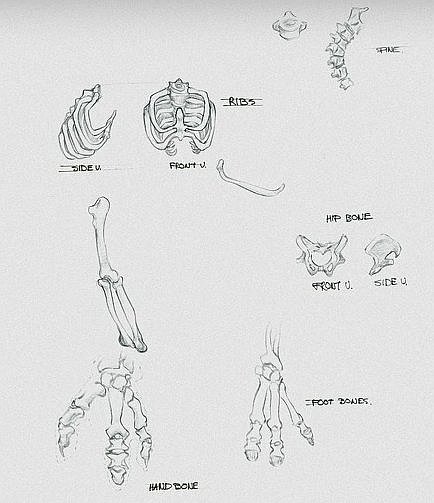 Abe/Mudokon Bones.