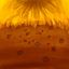 Glandeurcor Glandeurcor