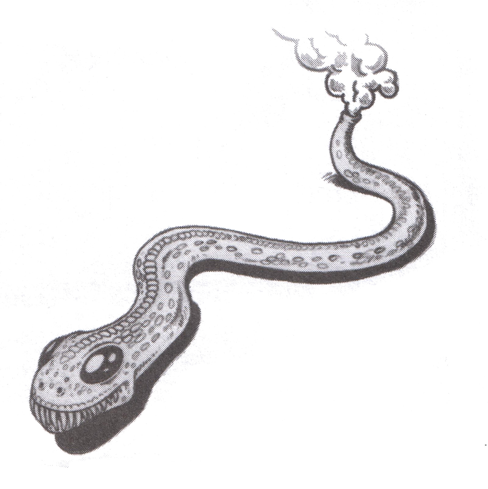 An unknown snake-like animal An unknown snake-like animal