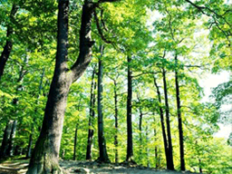 nature03 nature03