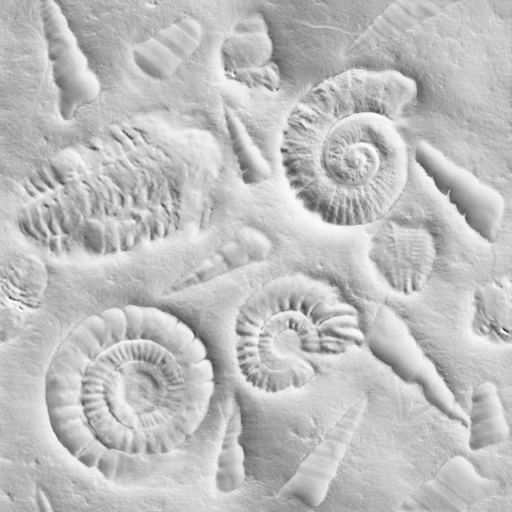 Lbp3_r513946_pp_ammonite_fossil_normal.tex.png