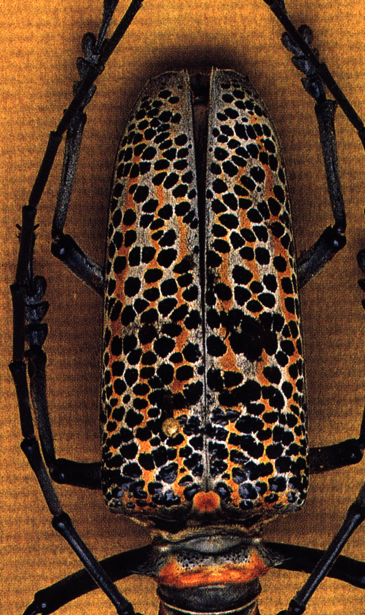 reticulated reticulated