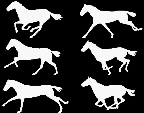 GF6DM5-pol-horse.png