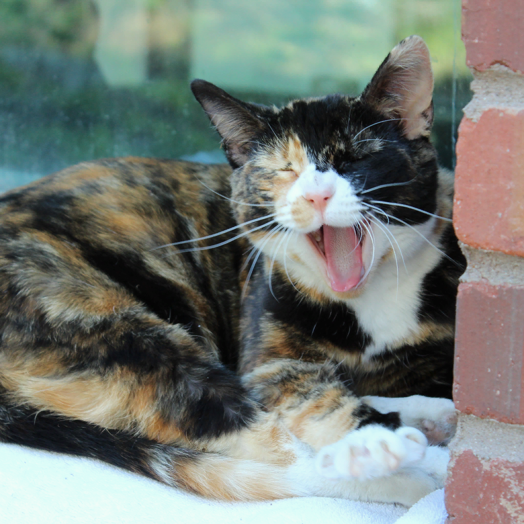CrazyCat CrazyCat