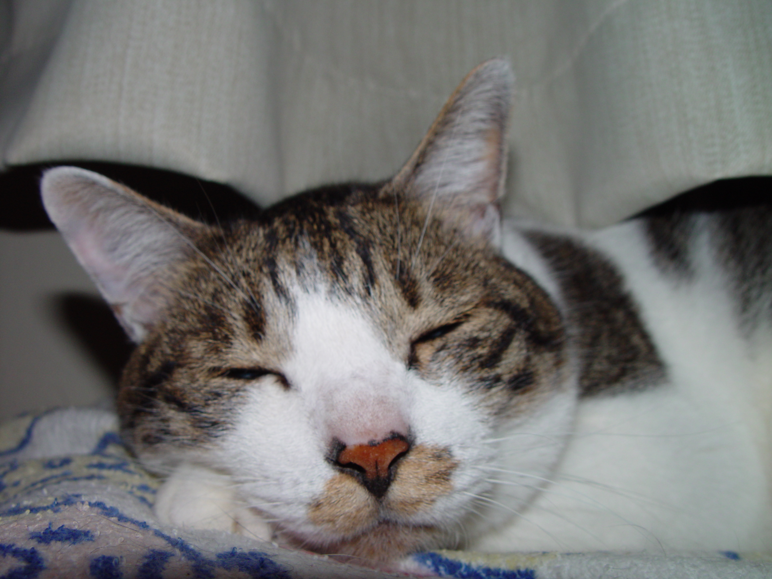 Dmc2_missionselectxls_catpic1.png