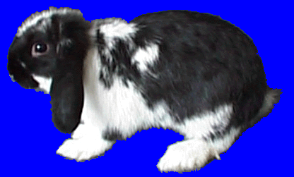 A lop-eared bunny.