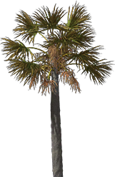 tree1 tree1