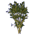 pl_thyme pl_thyme