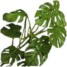 Stalkerb749list_monstera.png Stalkerb749list_monstera.png