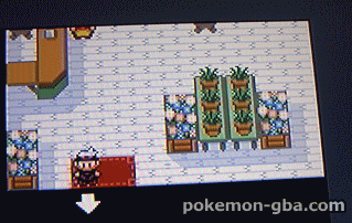 1-2_PKMNRS-Festa2002.gif 1-2_PKMNRS-Festa2002.gif