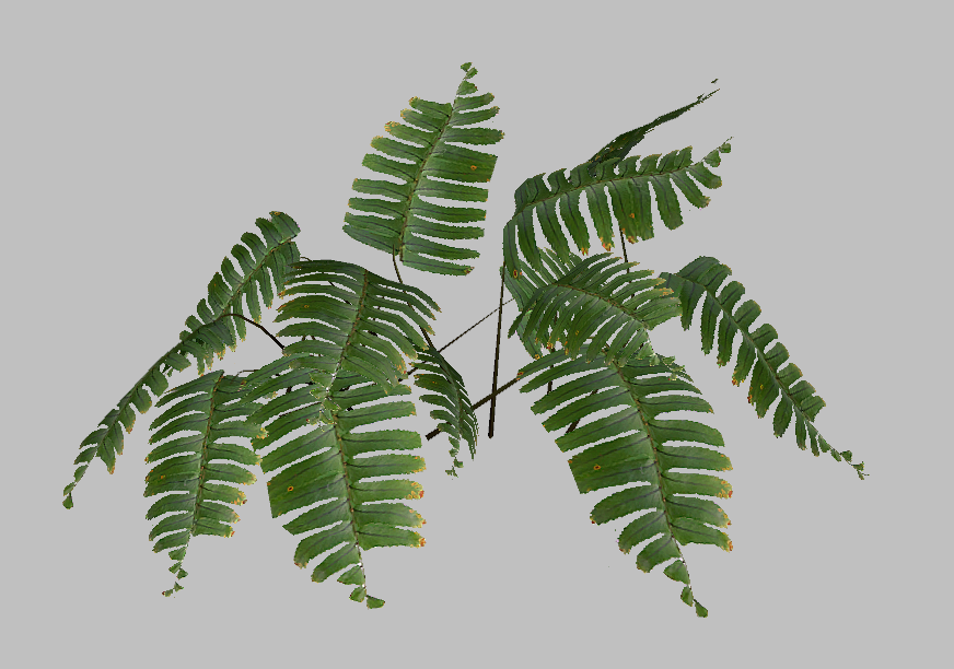 sb_fern1