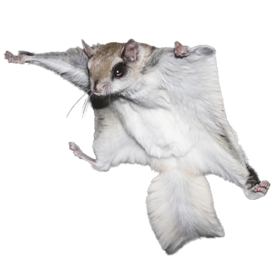 TLLTD-SugarGliderOld.png