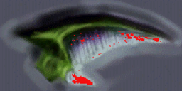 Hls_tentacle3_hook1.png Hls_tentacle3_hook1.png