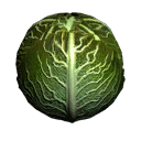 bu_cabbage bu_cabbage