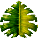 cag_leaf01 cag_leaf01