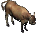 dispel-cow-attack.gif