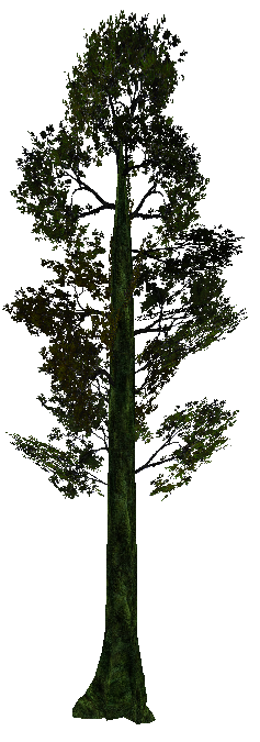 tree_junglev03.mdl tree_junglev03.mdl