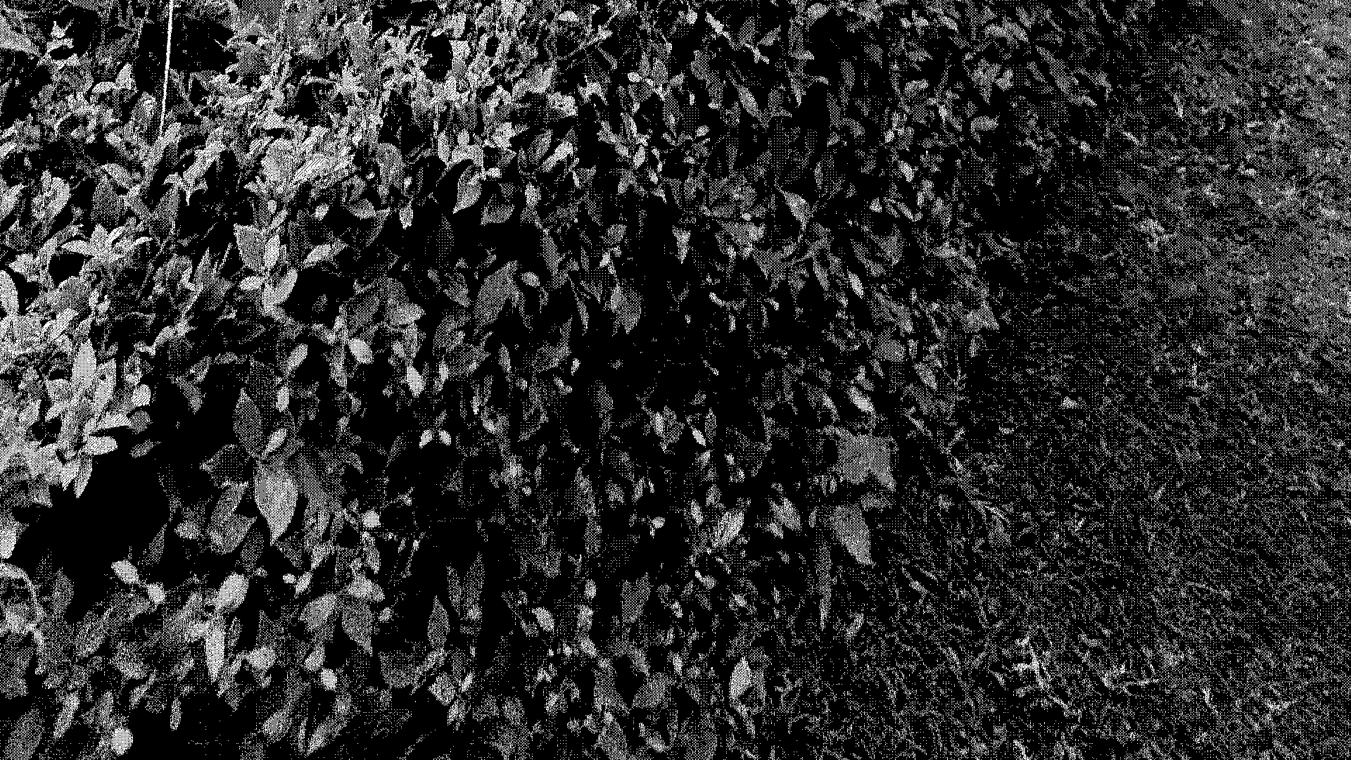 ext_gardenhedgeground