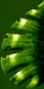 cag_titfeuillX cag_titfeuillX