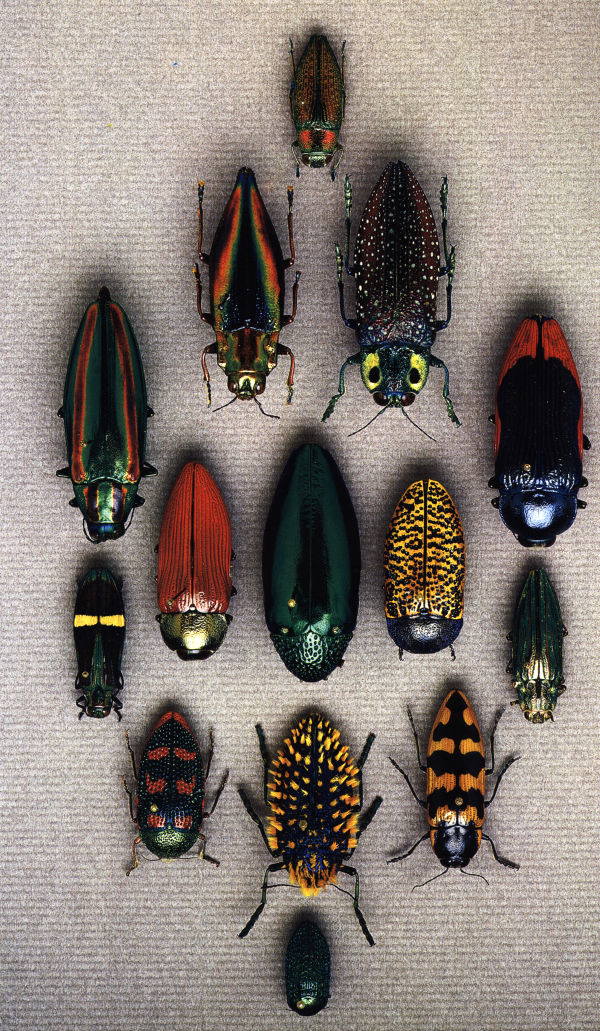 pagebeetle pagebeetle