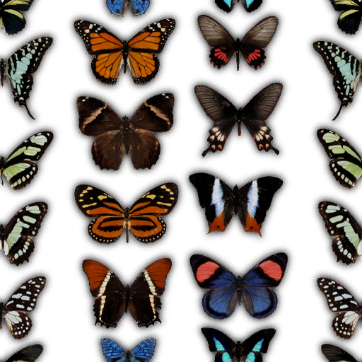Zt_butterfly_collection.png