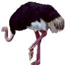 CMR3_Xbox_TEMP_ani_ost1.png