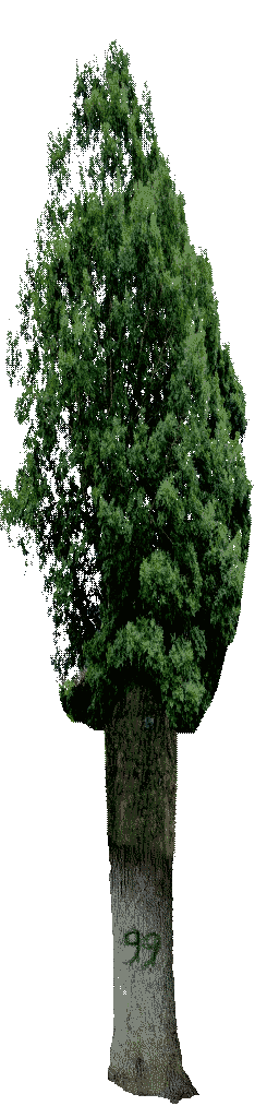An alternate "99" tree. It replaced one of the normal trees. An alternate "99" tree. It replaced one of the normal trees.