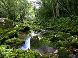 nature06 nature06