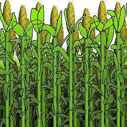 The corn texture as a wall. The corn texture as a wall.