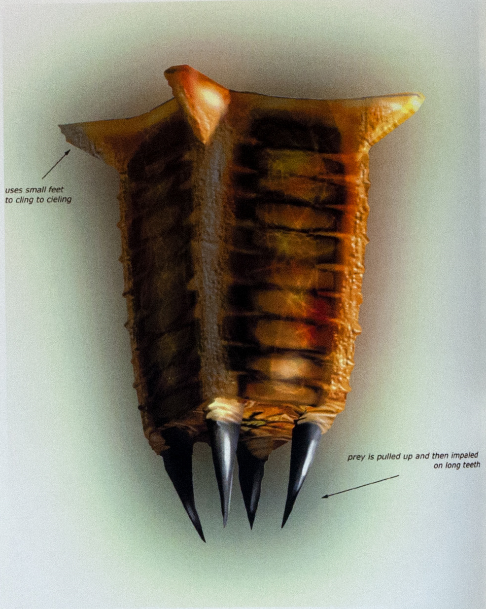 HL_Concept_Barnacle2.png
