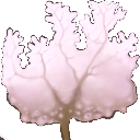 zqSeaweed1