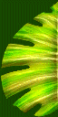 cag_titfeuill2_nz cag_titfeuill2_nz