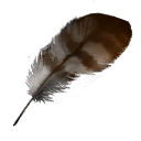 jw_feather_01 jw_feather_01