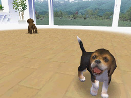 NDG_dog_beagle03.jpg NDG_dog_beagle03.jpg