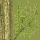 TFA2004_amazon2Level_MIDTREE_TEST.png