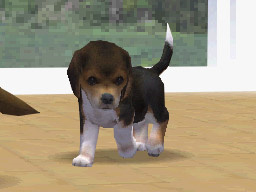 NDG_dog_beagle01.jpg NDG_dog_beagle01.jpg