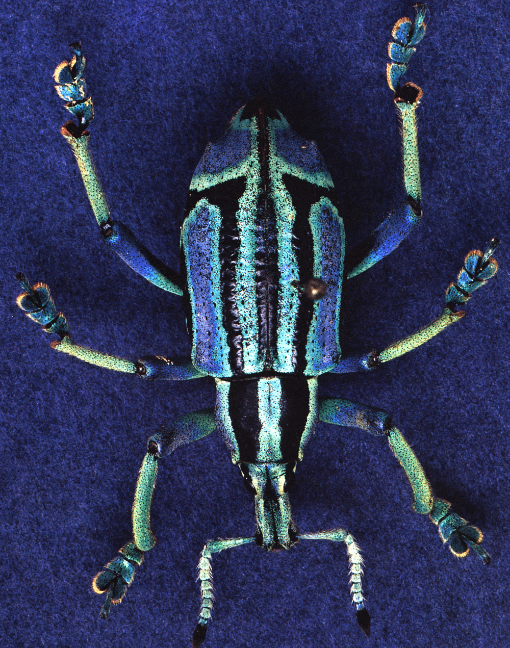 bluebeetle bluebeetle