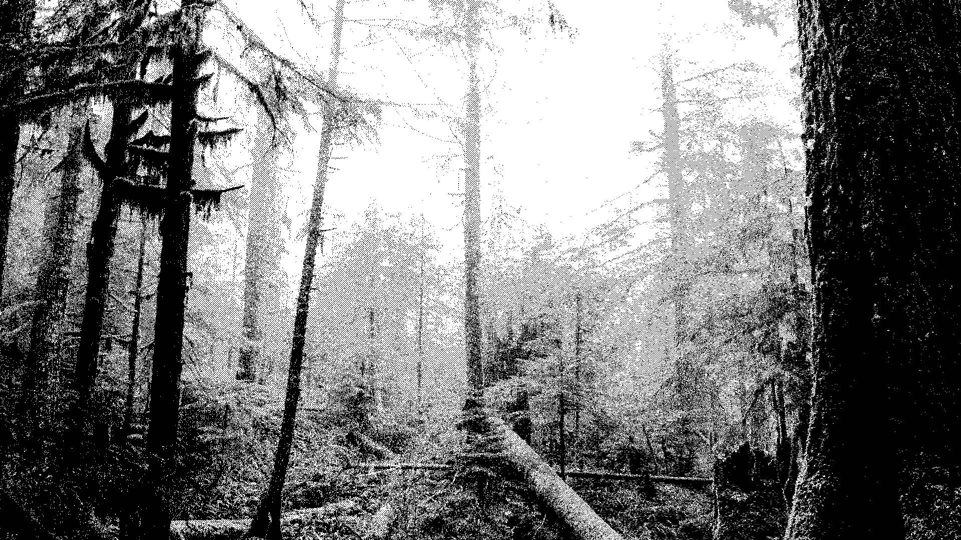ext_forest2