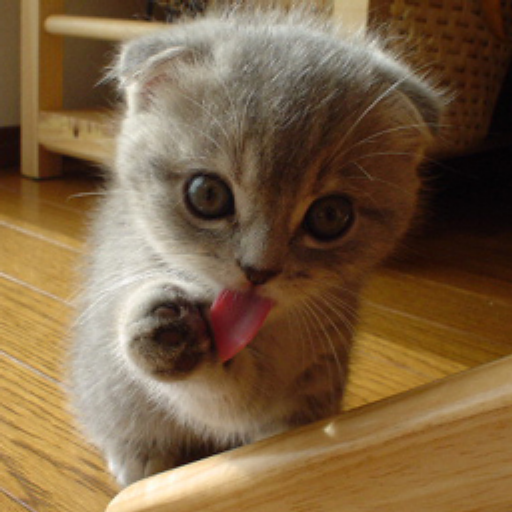 too_cute_1.tex