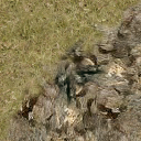 DungeonSiege-b_t_grs02_wal_04x04-c.png