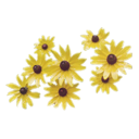 TSLS_NeighborhoodCust_YellowFlowers.png