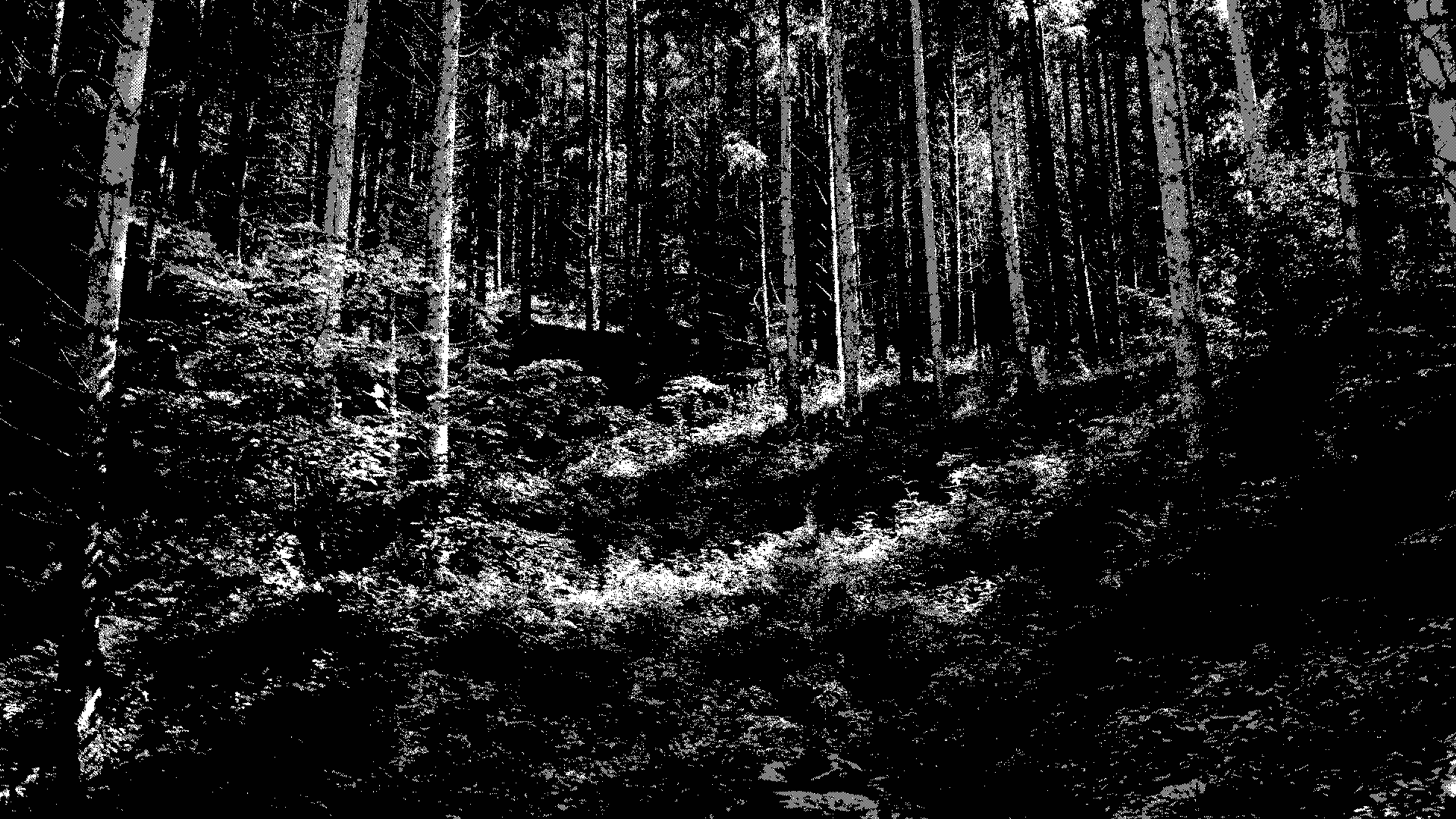 special_forest_3