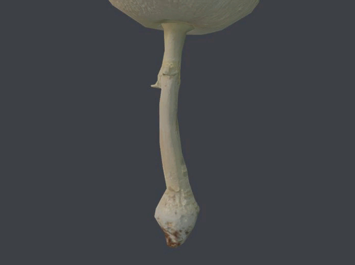 An out-of-shot Mushroom.